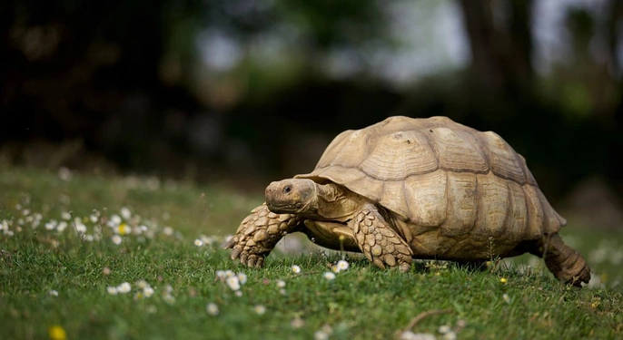 How the tortoise got a cracked shell