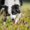 Why Do Dogs Eat Grass? Unraveling the Mystery