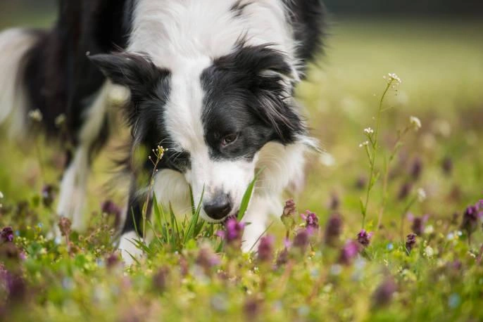 Why Do Dogs Eat Grass? Unraveling the Mystery