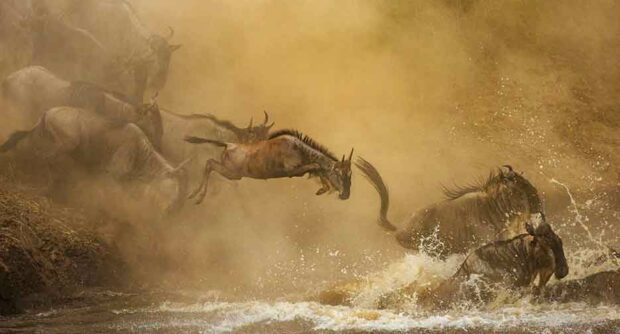 Wildebeests crossing the Mara river during great migration in the Serengeti