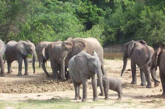 Yankari Game reserve in Nigeria