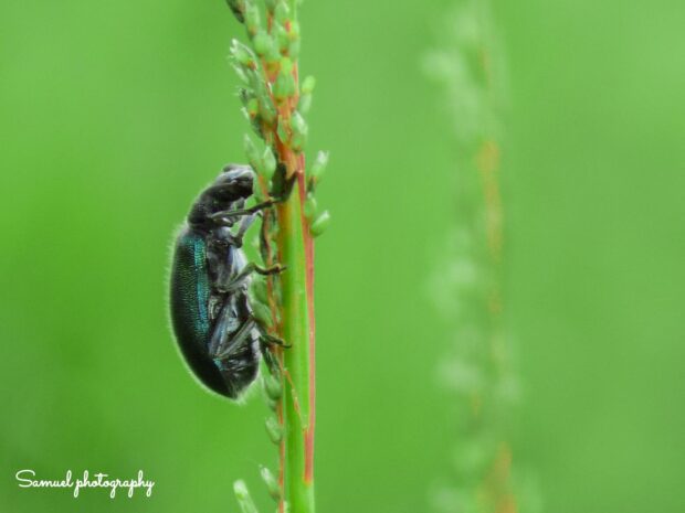 Picture of an insect from home nature photography
