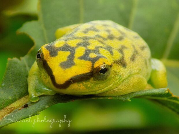 Close shot of a frog on a leaf from home nature photography