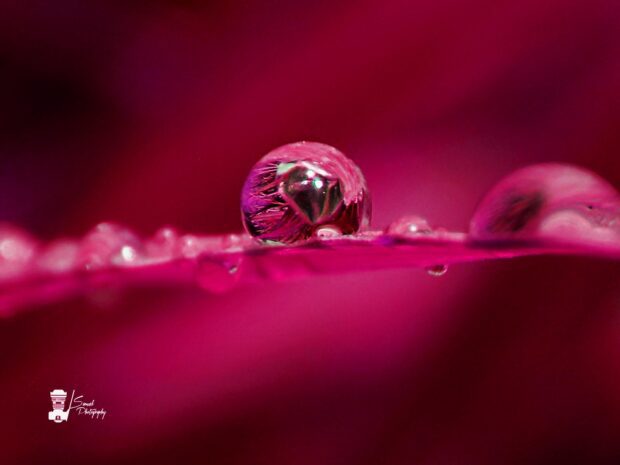 image of purple water droplet taken at home