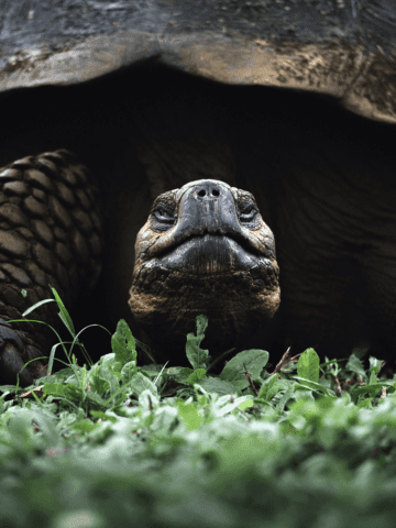 How tortoise became the king of the jungle