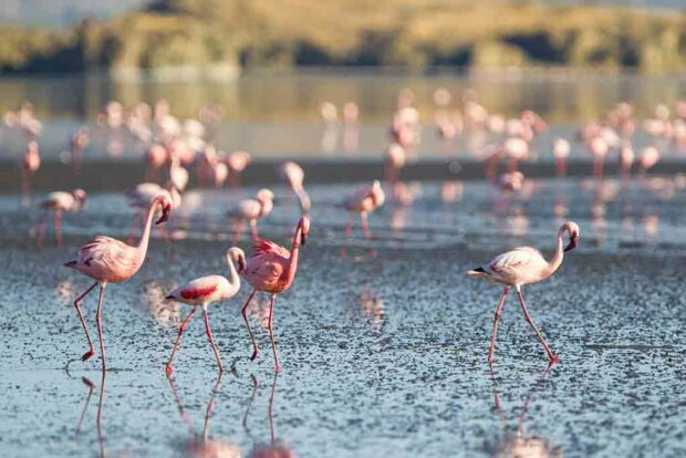 Pink flamingos on Lake Natron in Tanzania
