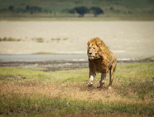Image of a lion in the Serengeti National Park in Tanzania, Africa.