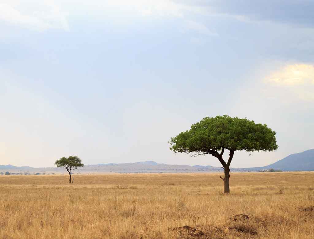 Serengeti National Park: Beauty of Nature