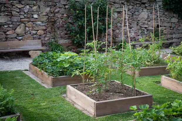 Crops you can grow easily at home in your garden