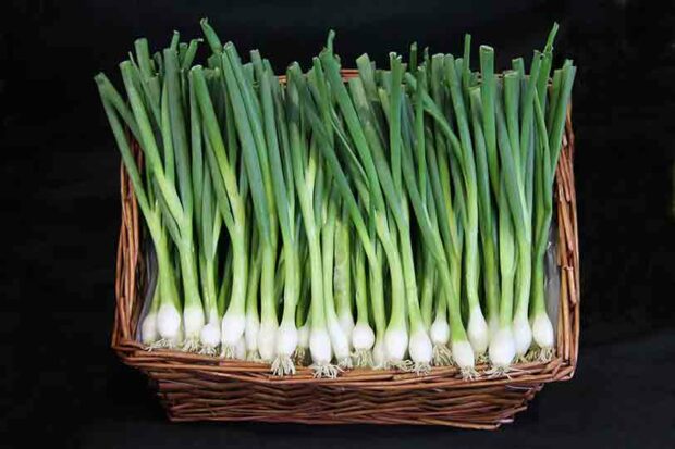 You can grow spring onions at home in your garden